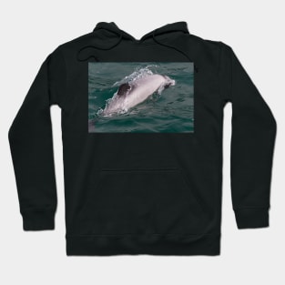 Hector's Dolphin Hoodie